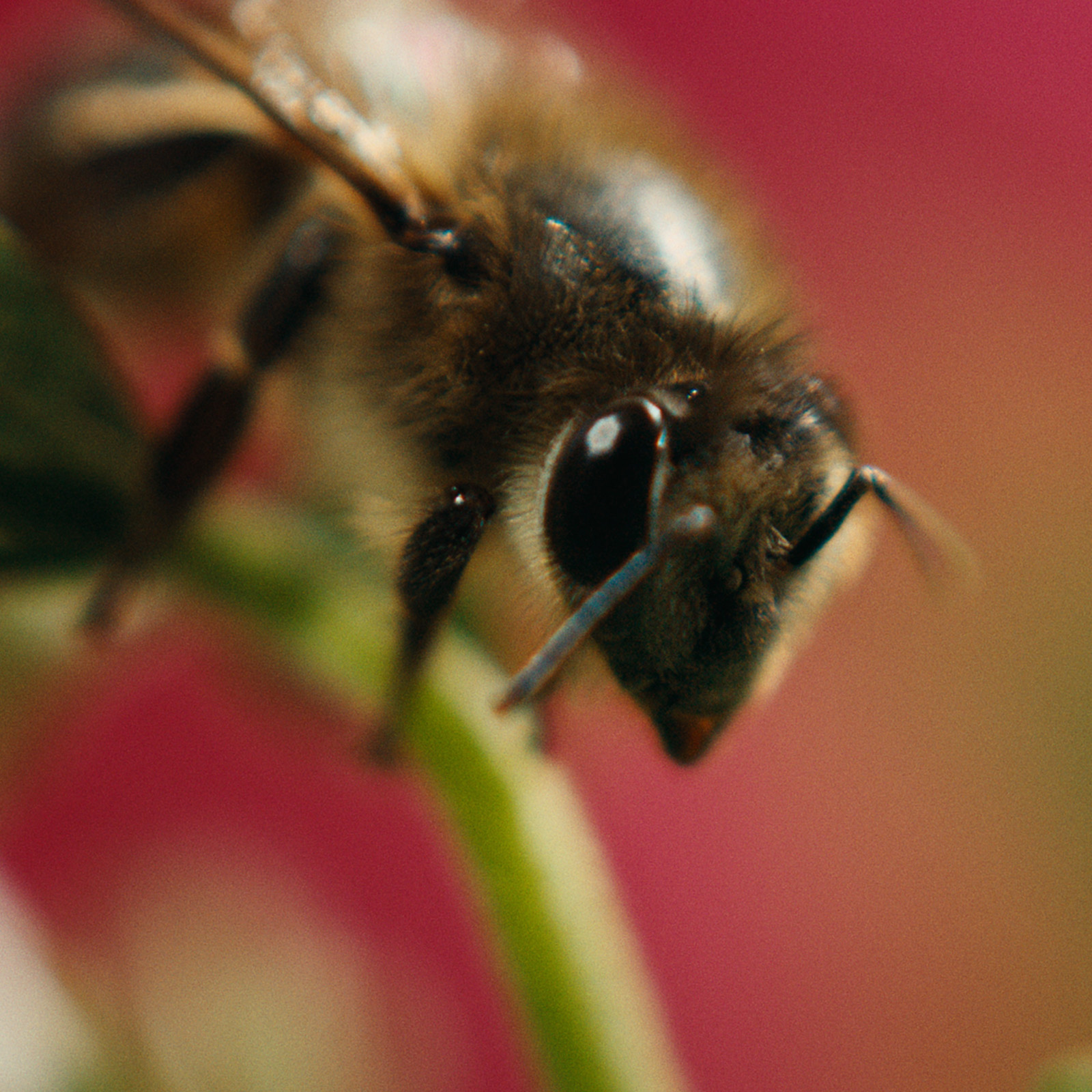Close-up of a bee on a flower