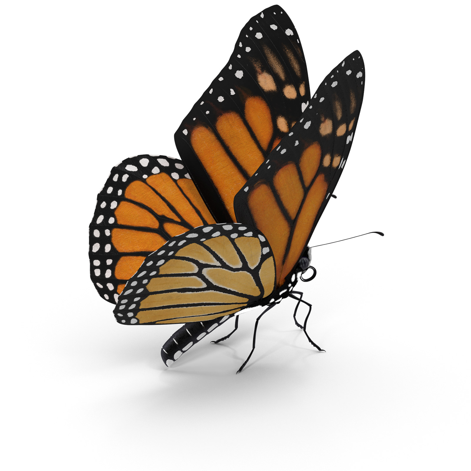 Monarch butterfly with open wings