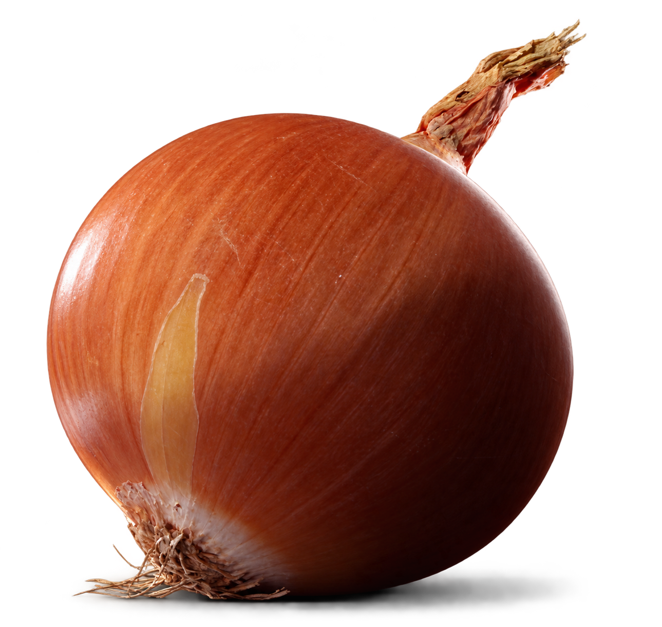 A single onion